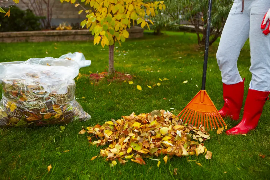 Premium Yard Trash Removal Youngstown, OH